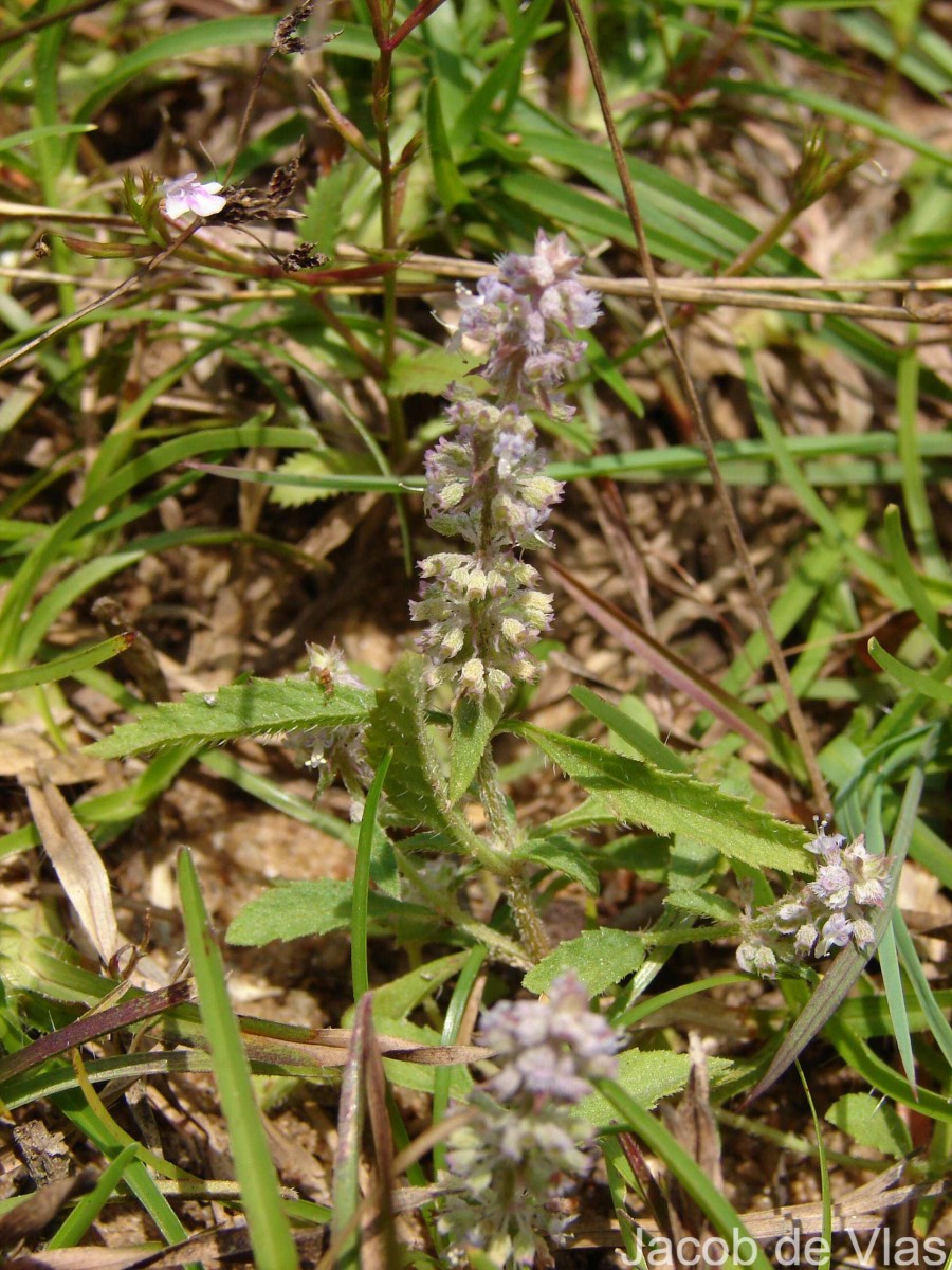 Platostoma menthoides (L.) A.J.Paton